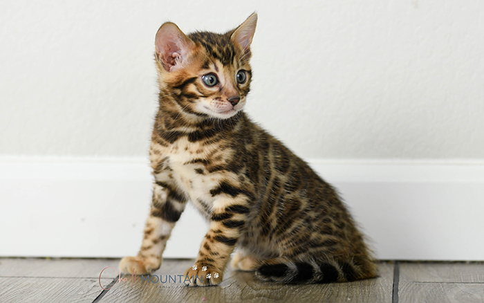 Bengal kitten for sale